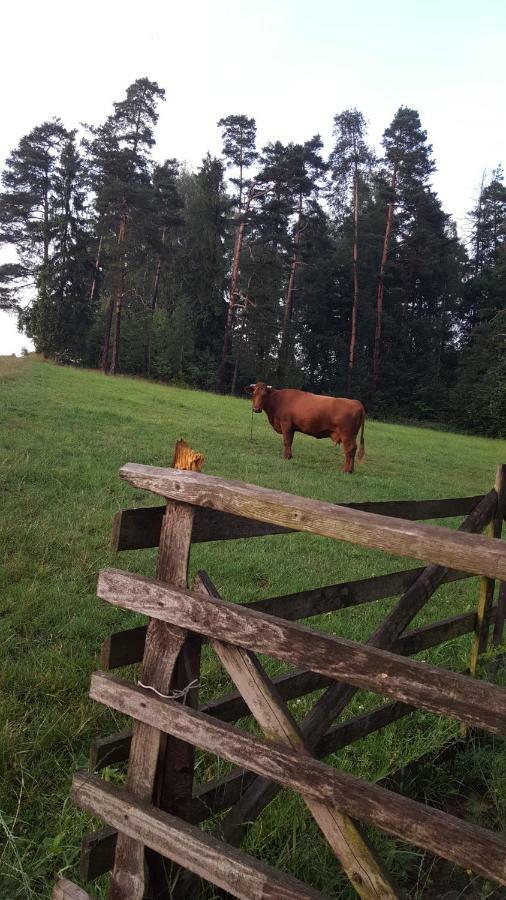Vila Domki pod lasem Rokiciny Podhalanskie Exteriér fotografie